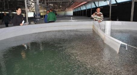 Türkiye’deki 727 göl-gölete,5,1 milyon sazan balığı yavrusu…