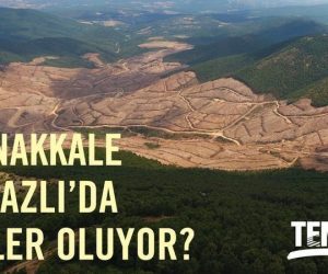 Kazdağı nda (195.000) ağaç kesildi