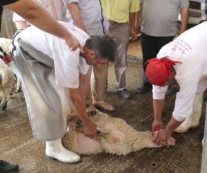 Kurban Kesiminde Hijyen Kurallarına Dikkat: