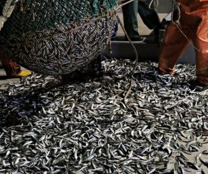 Balıkçılar sezonu Hamsi ve İstavrit ile açtı