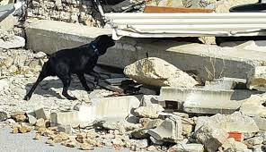 indirdeprem de köpekler