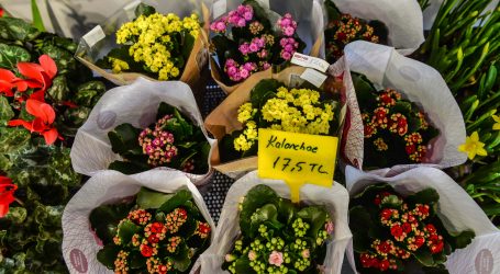 ANKARA’DA YERLİ BİTKİ ÜRETİCİLERİ KAZANACA