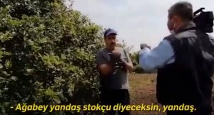limon-kurgu