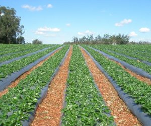 Gürer;Tarımda  gidişat iyi değil