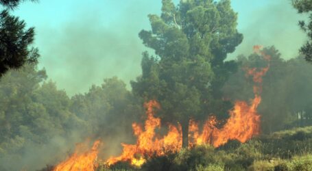 Heybeliada’da çıkan orman yangını kontrol altına alındı