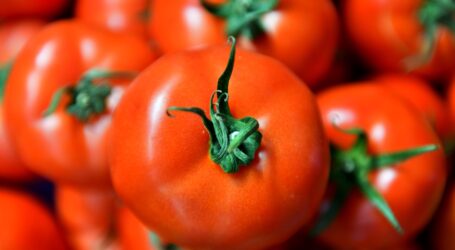 ANKARA’DA EN ÇOK DOMATES VE KARPUZ TÜKETİLDİ