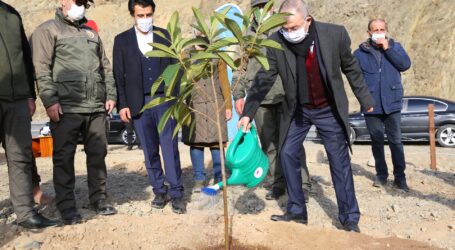 ARTVİN’DE 26 BİN 500 MEYVE FİDANI TOPRAKLA BULUŞTURULDU