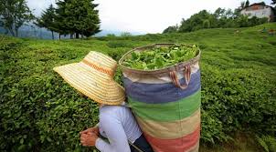 ”Çay üreticileri geleceğe dair derin kaygılar yaşıyor”