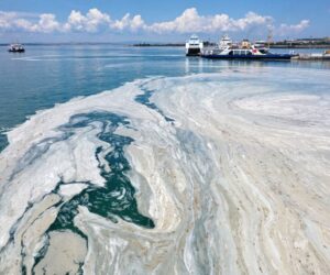 Yunanistan’da müsilaj paniği