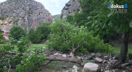 Biber’den , Ardanuç’taki ağaç kesimine tepki