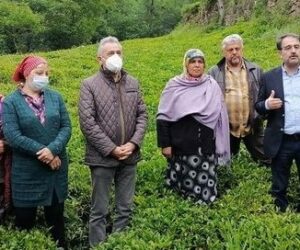 ”Yaş Çay Alım Bedellerini Kurban Bayramından önce ödeyiniz”.