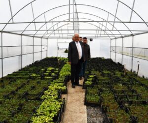 KDZ. EREĞLİ BELEDİYESİ, 300 BİN ATA TOHUMU FİDESİ DAĞITACAK