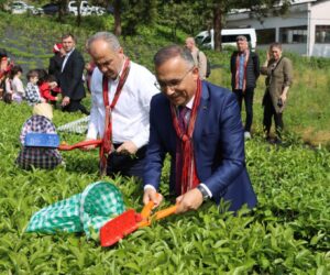 RİZE VALİSİ KEMAL ÇEBER, ÇAY SEZONU AÇILIŞINDA ÇAY HASADI YAPTI