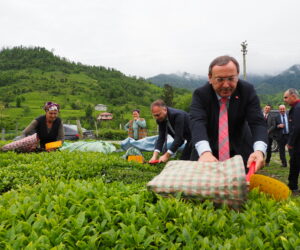 2023 ÇAY SEZONU AÇILDI