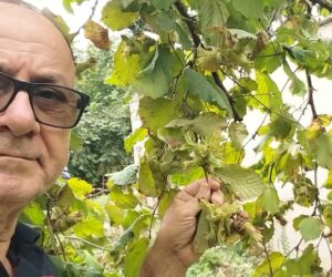 FINDIKTA BÜYÜK VURGUN DEVAM EDİYOR