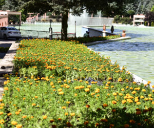 BAŞKENT YAZ ÇİÇEKLERİYLE RENKLENİYOR