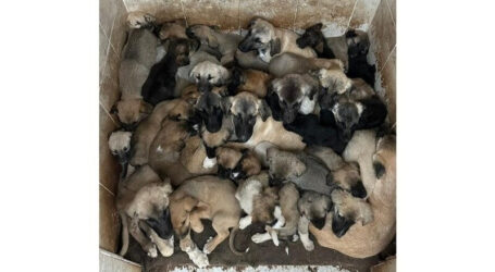 Sivas Belediyesi Hayvan Barınağı’nda yavru köpekler zor durumda