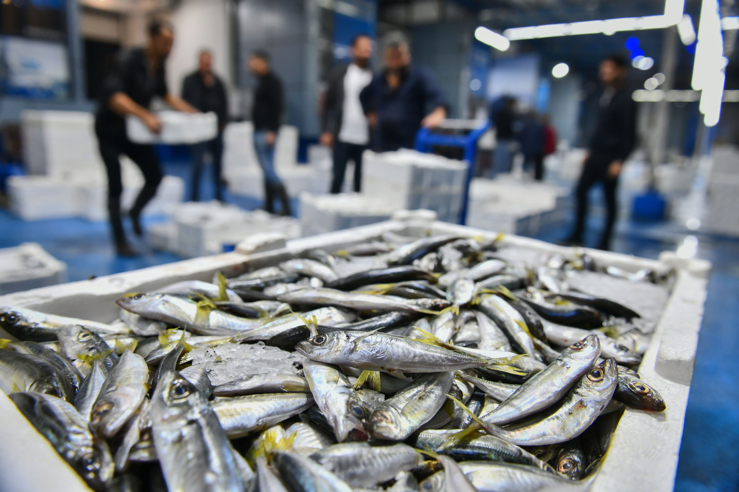 Halde Balıklar tezgahları süsledi….