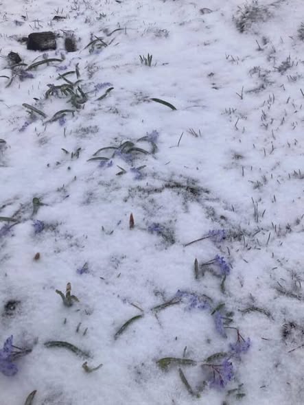 Kışın habercisi ilk kar Ağrı dağına yağdı